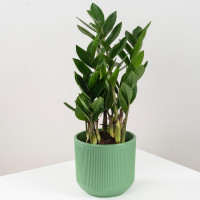 Houseplant Zamioculcas